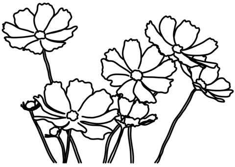 Daisy Flower Coloring Page